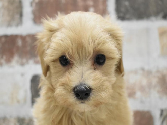 長野県のハーフ犬 (ペッツワン塩尻店/2024年3月18日生まれ/男の子/アプリコット)の子犬